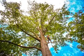 Reliable Lemmon, SD Tree Services Solutions