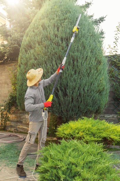 Why Choose Our Tree Removal Services in Lemmon, SD?